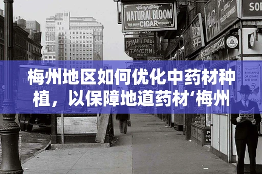 梅州地区如何优化中药材种植，以保障地道药材‘梅州青梅’的稳定供应？
