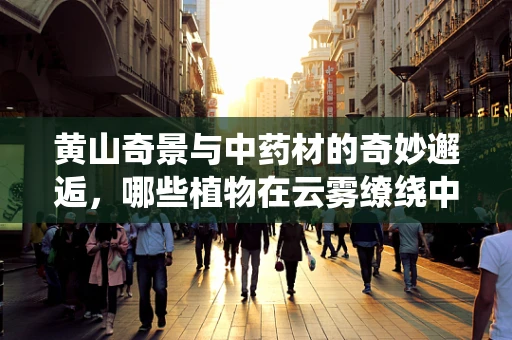 黄山奇景与中药材的奇妙邂逅，哪些植物在云雾缭绕中蕴藏药效？